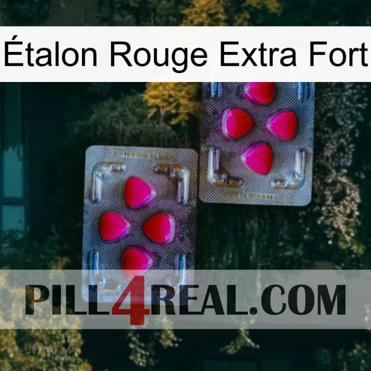 Étalon Rouge Extra Fort 15